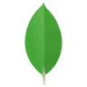 Logo MongoDB